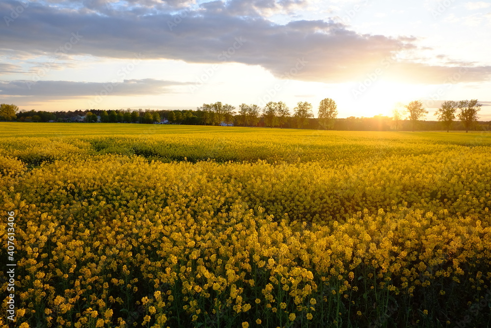 field of yellow rapeseed. Sunset and blue clouds in the sky