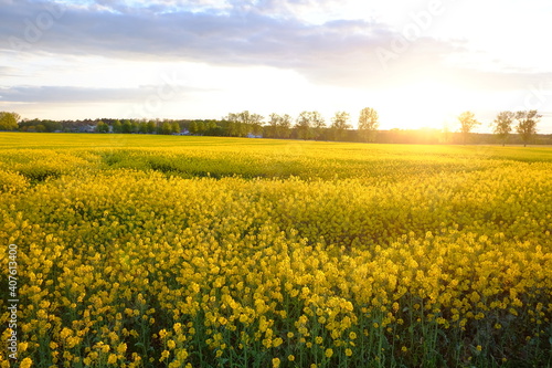 field of yellow rapeseed. Sunset and blue clouds in the sky © Yevhen
