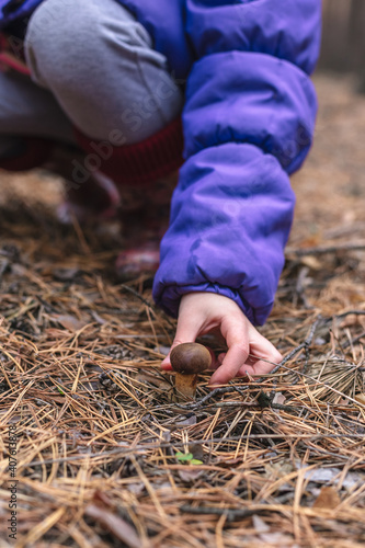 A child is trying to collect edible mushroom in the forest.