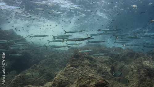 Paisaje submarino con grupo de barracudas (espetos)