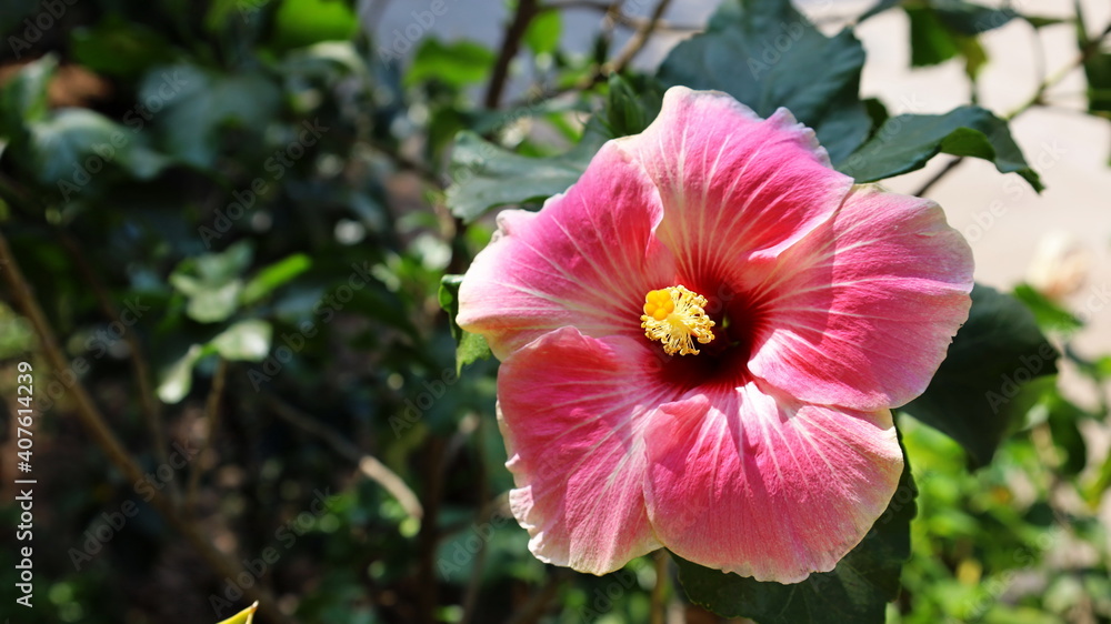 Pink hibiscus flowers in full bloom. Chinese rose (Hibiscus rosa-sinensis) Queen of beautiful tropical flowers in the garden on green plant background with copy space. Selective focus