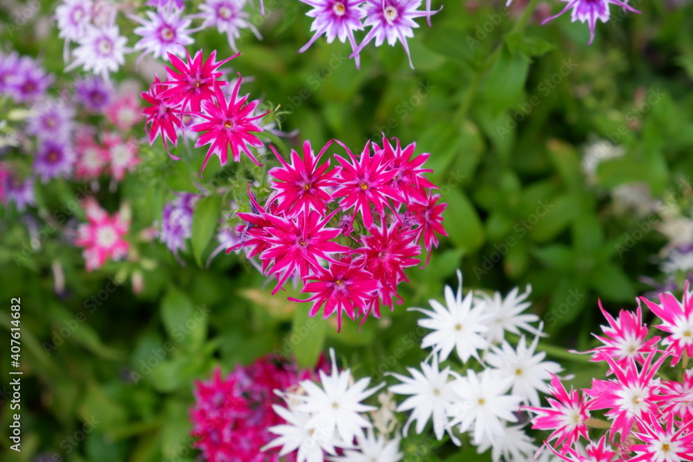 flowers flowers