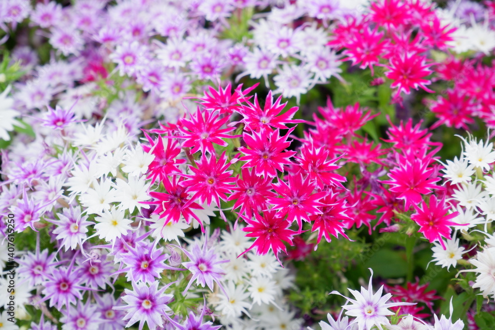 pink flowers in the garden pink flowers in the garden