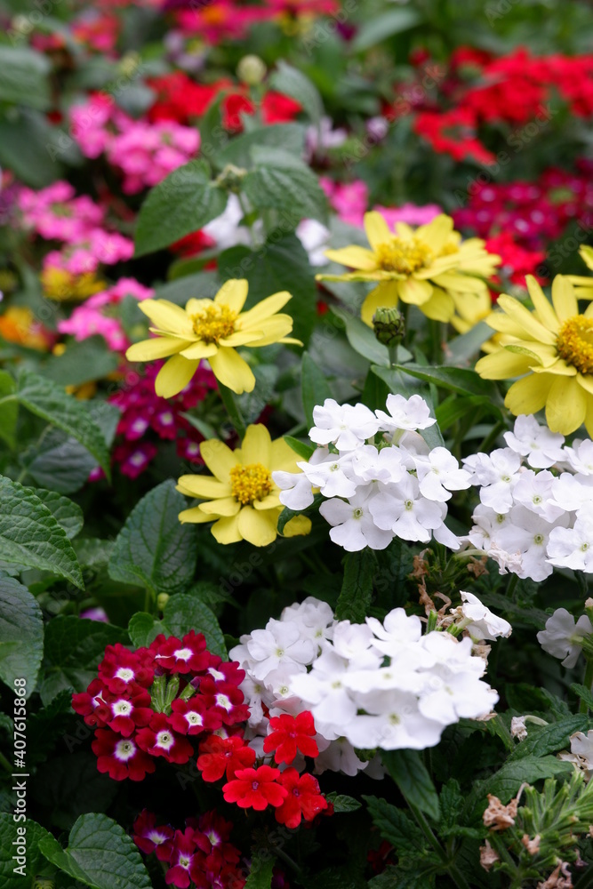 red and yellow flowers red and yellow flowers