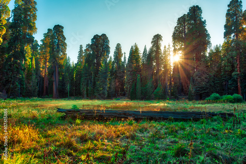 Sunset in the Giant Sequoia Forest Meadow, Sequoia National Park, California
