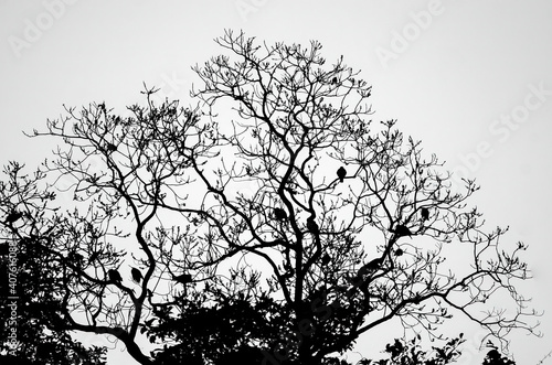 Wallpaper Mural This is a fruiting tree with fruit eating birds perching on it. Dove, pigeons, barbet frequenting this tree in season of fruiting. Torontodigital.ca