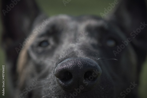 perro pastor aleman belga can adiestramiento canino k9 