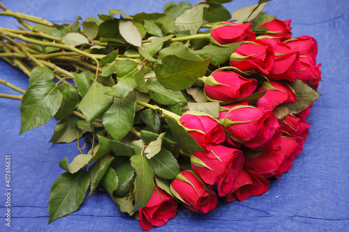 many red roses on the blue background