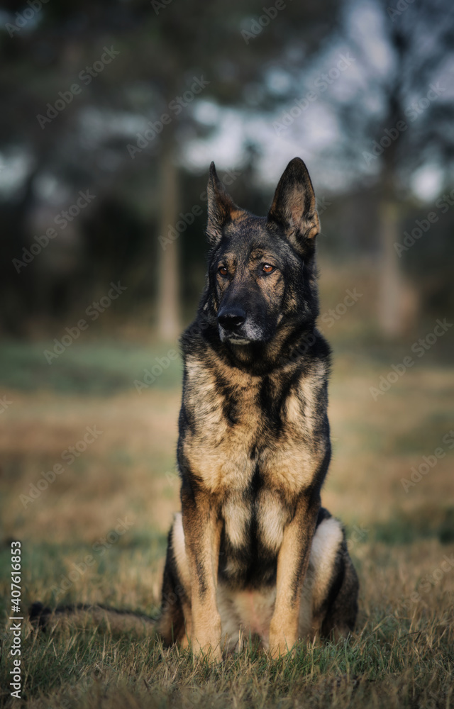 perro pastor aleman belga can adiestramiento canino k9 