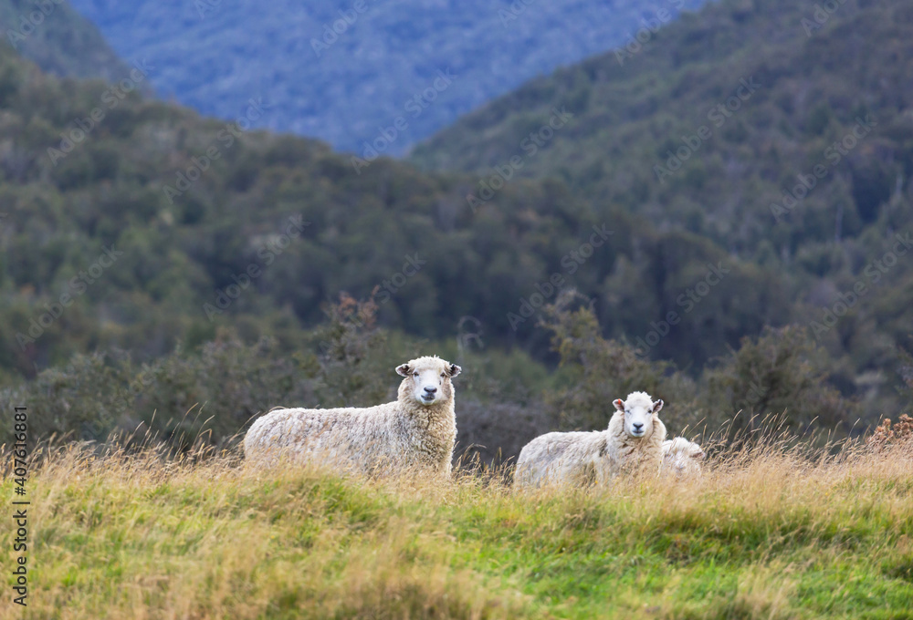 Fototapeta premium Sheep