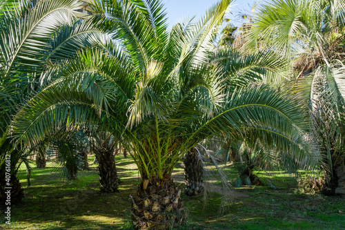 Luxury leaves of beautiful palm tree Canary Island Date Palm  Phoenix canariensis  in city park Sochi. Beautiful exotic landscape for any design. with big and young palms.