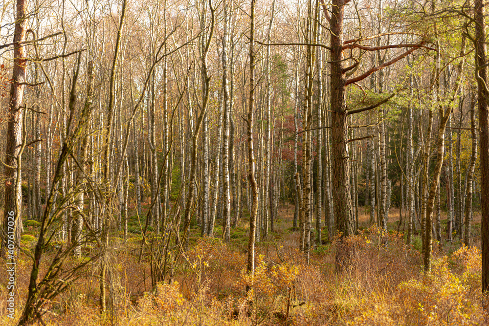 Fototapeta premium Fall colors in a sunny and dense forest.
