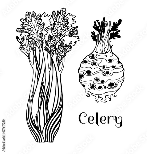 Vector drawing celery stalks and celery root, black and white graphics, long stalks, round tuber, spicy celery, delicious healthy natural vegetable, hand-drawn, natural eco-product, vegetarianism.
