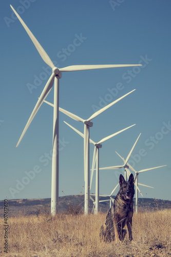 Perro pastor aleman con molinos de viento de fondo