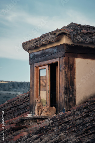gato gata fotografia retrato animal felino de compañia en ventana de casa