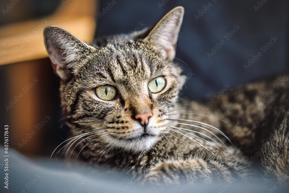 Gray brown tabby cat resting on armchair, looking curiously, closeup detail on his head