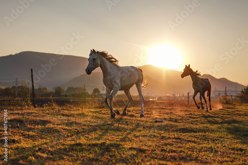 Fototapeta Naklejka Na Ścianę i Meble -  White Arabian horse running on grass field another brown one behind, afternoon sun shines in background