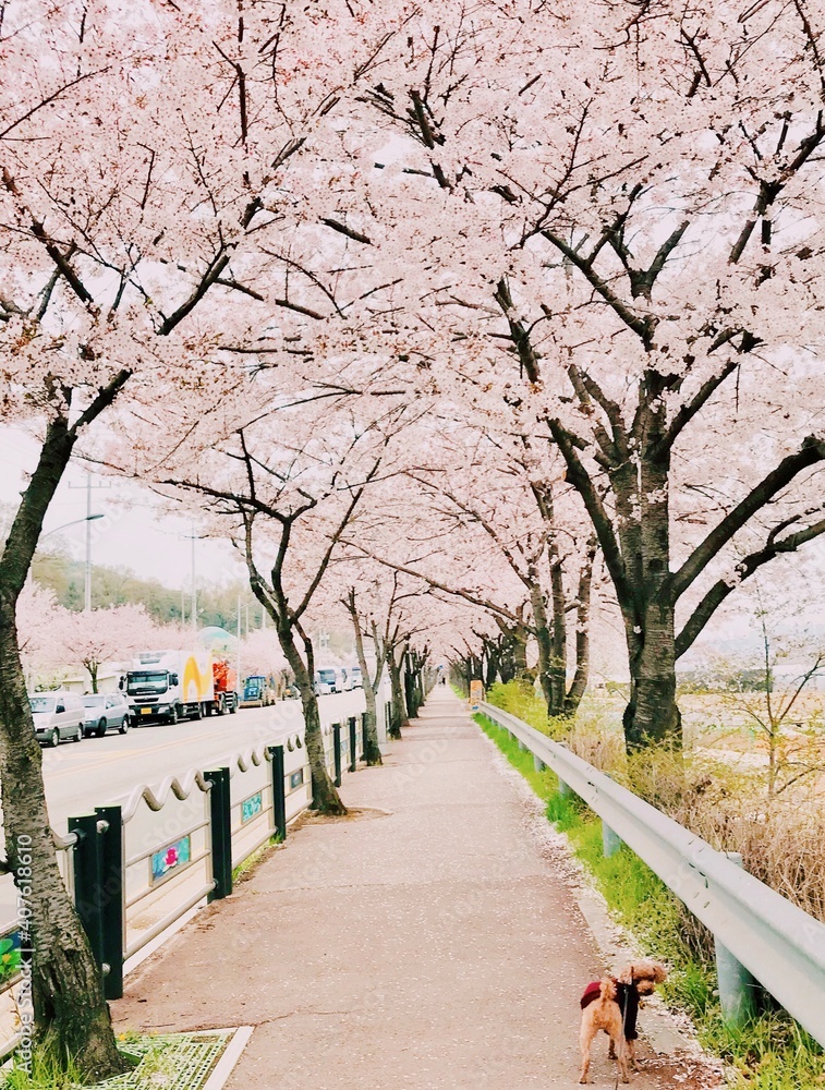 The streets of spring in full bloom of cherry blossoms