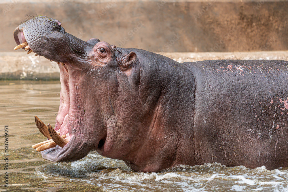 A hippopotamus yawning . Also called the hippo, common hippopotamus or river hippopotamus, this is a large, mostly herbivorous, semiaquatic mammal and ungulate native to sub-Saharan Africa. A hippopotamus yawning . Also called the hippo, common hippopotamus or river hippopotamus, this is a large, mostly herbivorous, semiaquatic mammal and ungulate native to sub-Saharan Africa.