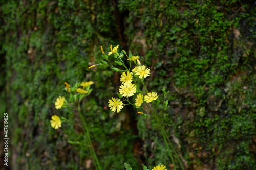 yellow moss on a tree