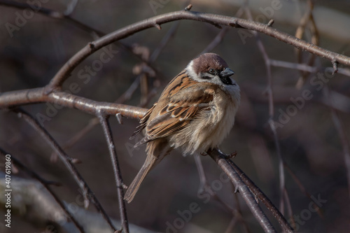 Fototapeta Naklejka Na Ścianę i Meble -  Ptak