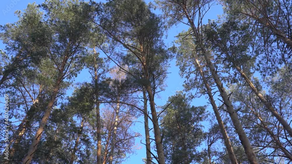 Looking up point of view 4k video of many huge old pine trees with snowy branches isolated against sunny clear bright blue sky. Frosty cold winter day in scenic forest Looking up point of view 4k video of many huge old pine trees with snowy branches isolated against sunny clear bright blue sky. Frosty cold winter day in scenic forest