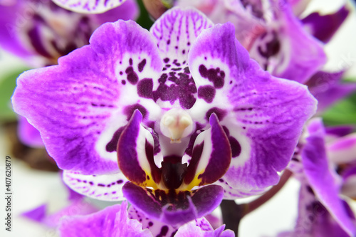 Beautiful spotted miniature moth orchid flower closeup