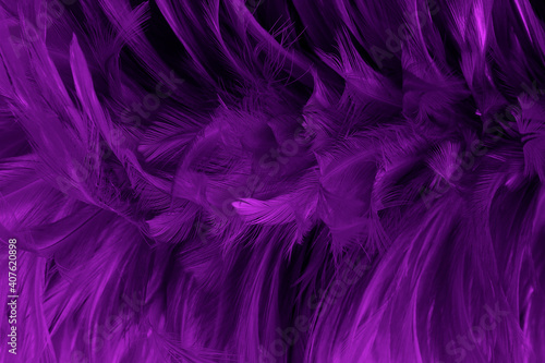 Beautiful Purple bird feathers pattern texture background.