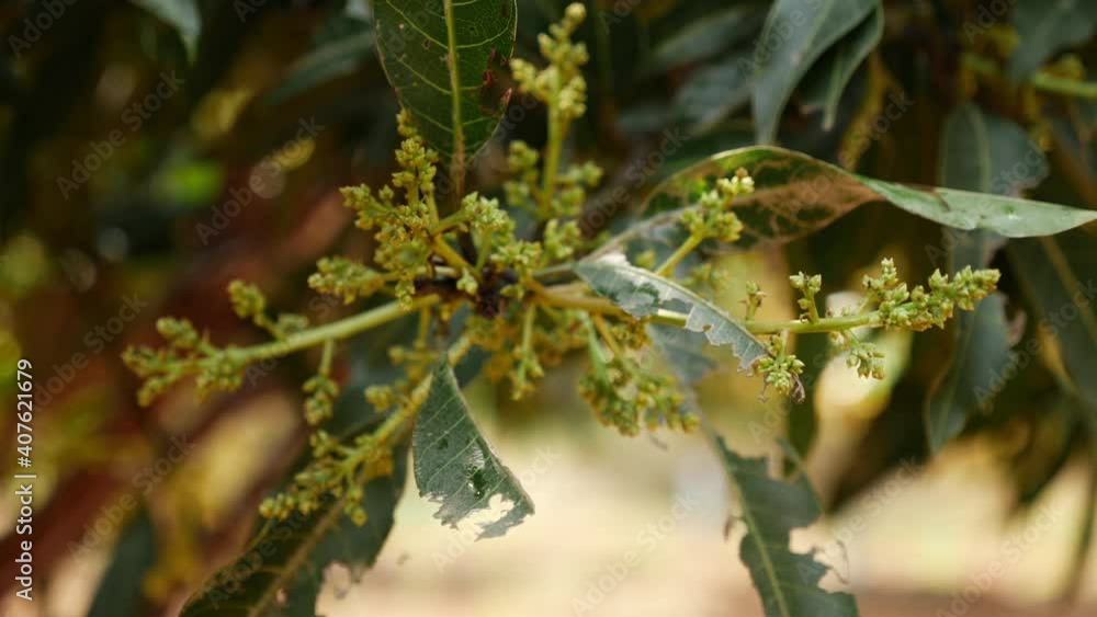 View of mango tree flowerings, Close view of mango tree flowerings View of mango tree flowerings, Close view of mango tree flowerings
