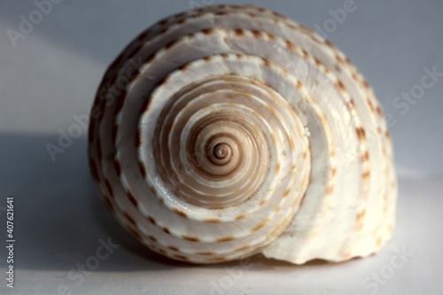 big seashell from the beach on a white background