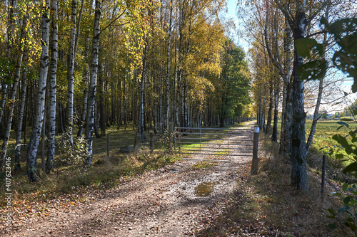 A gravel road with a gate in a forest of birch trees