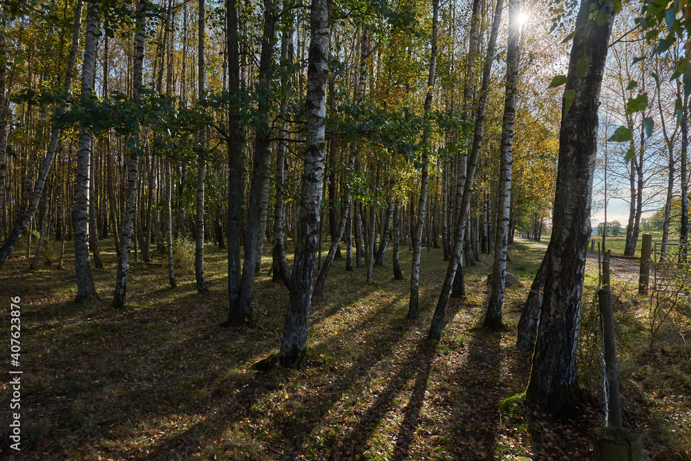 A forest with birch trees and a fence and the sun creates backlight and shadows