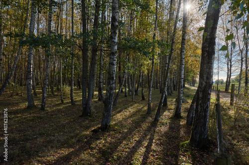A forest with birch trees and a fence and the sun creates backlight and shadows © Stefan