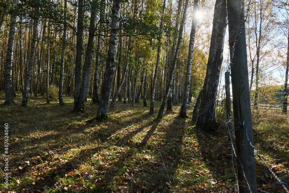 Fototapeta premium A forest with birch trees and a fence and the sun creates backlight and shadows