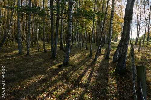Fototapeta Naklejka Na Ścianę i Meble -  A forest with birch trees and a fence and the sun creates backlight and shadows