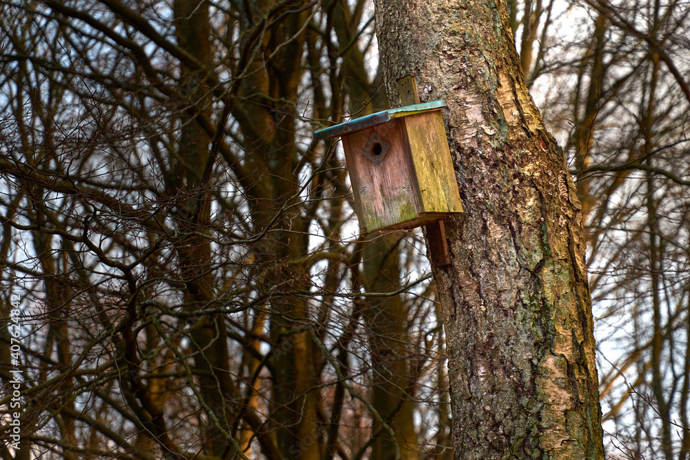 A wooden bird house with a little moss on a birch tree in a forest