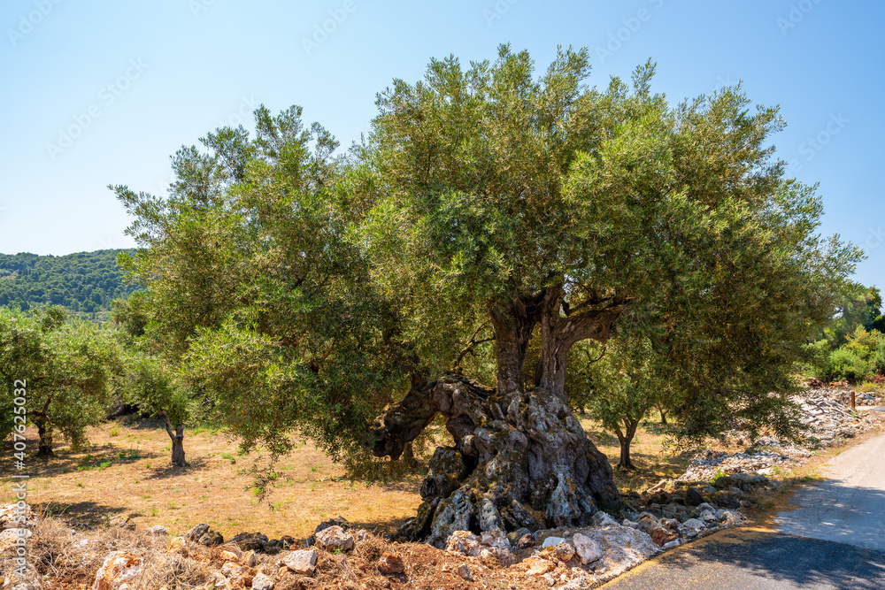 Fototapeta premium Old, big and gnarled olive tree in sunlight, Zakynthos, Greece