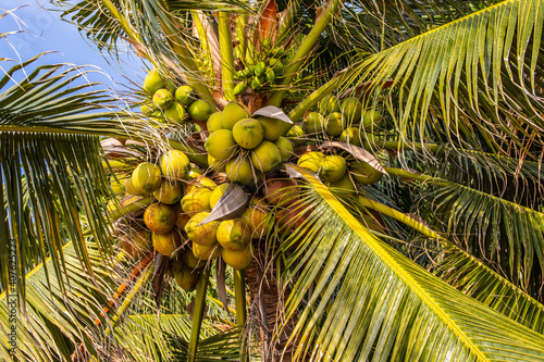 Thai coconut palms with young green coconuts on the beach of the Gulf of Thailand