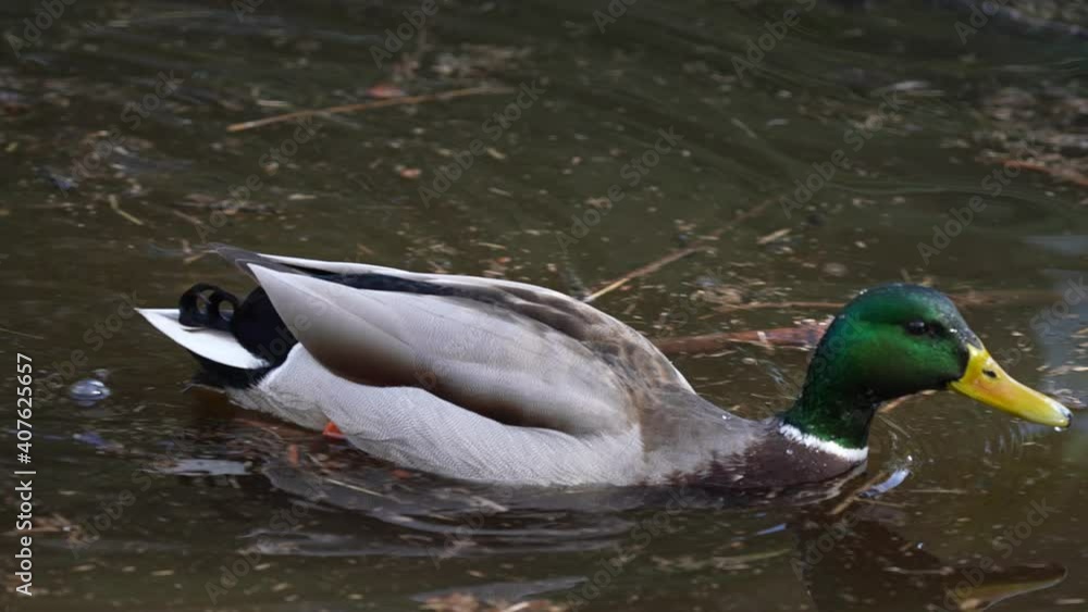 mallard duck feeding in pond with reeds mallard duck feeding in pond with reeds