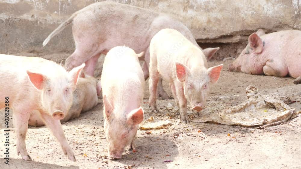 View of piglets eating pigs food, Eating food view of piglets View of piglets eating pigs food, Eating food view of piglets