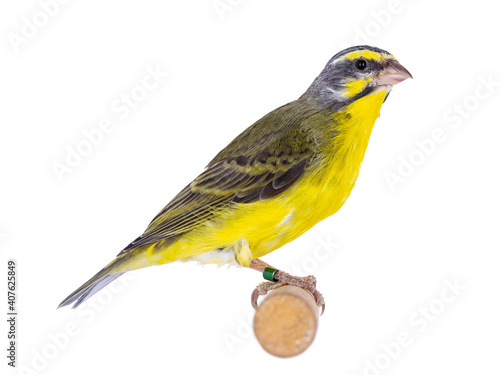 Yellow fronted canay aka Crithagra mozambica bird. Isolated on a white background. Sitting on wooden stick. photo