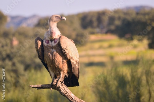 Photos Great griffon vulture taking the first rays of sun in the Monfrague National Par
