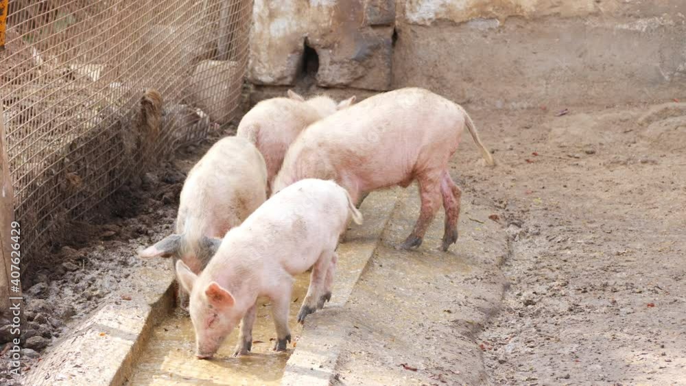 Close view of pigs eating food and piglets around, Shot of a small piglet eating Close view of pigs eating food and piglets around, Shot of a small piglet eating
