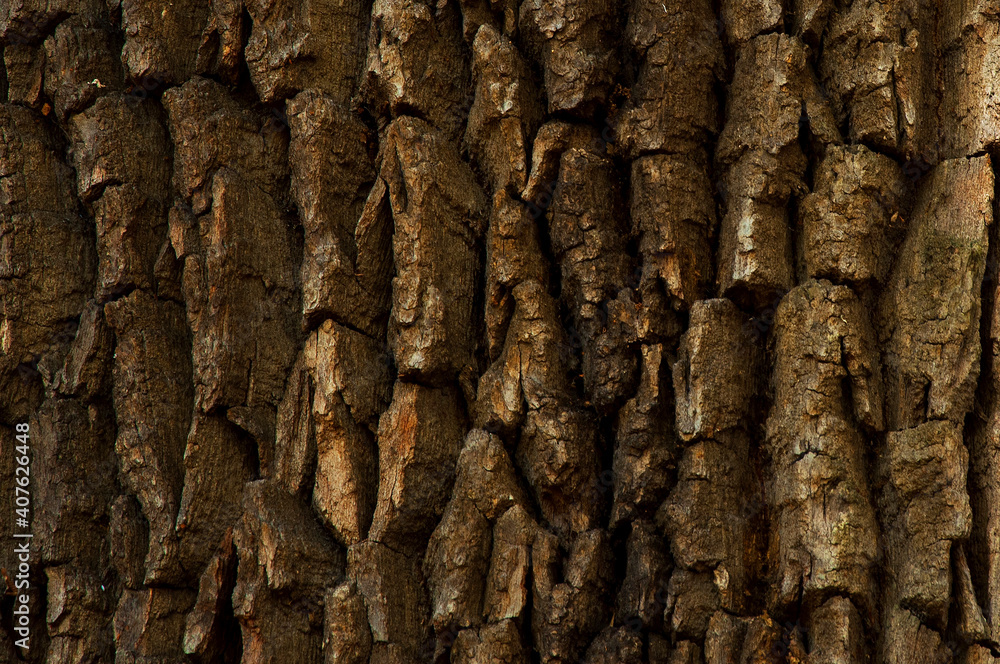 background from the texture of the bark of an old oak. High quality photo background from the texture of the bark of an old oak. High quality photo
