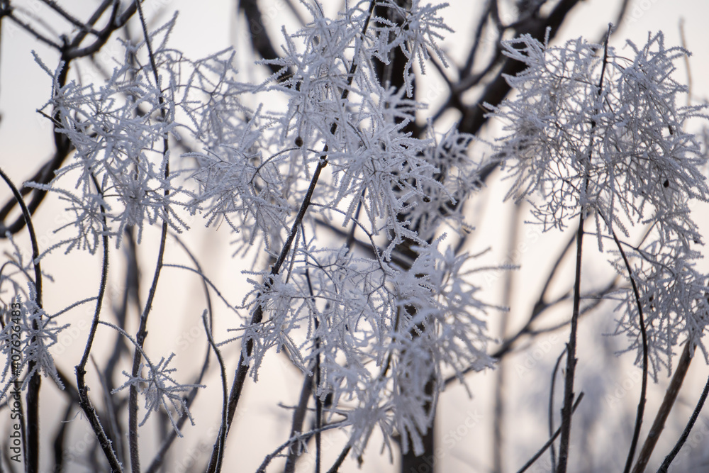 frozen Tree Branch In The Winter frozen Tree Branch In The Winter