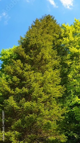 Albero verde e cielo azzurro 