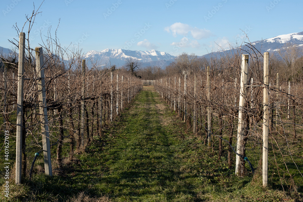 Obraz premium Vineyards landscape in a sunny winter day.