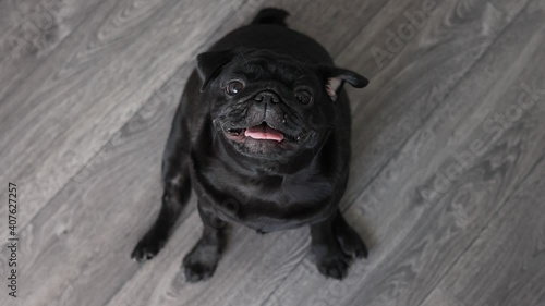 portrait of a black pug dog, in profile