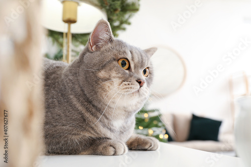 Cute grey cat at home on Christmas eve © Pixel-Shot