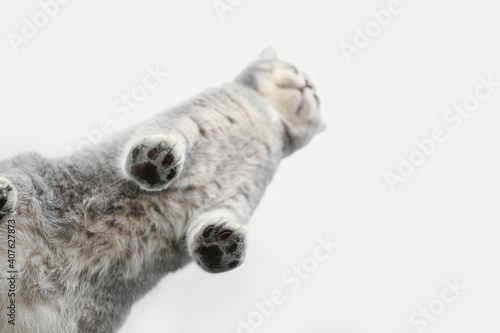 Cute grey cat on glass surface, bottom view © Pixel-Shot